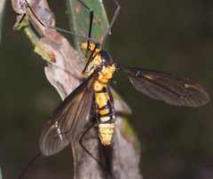 Leptotarsus clavatus