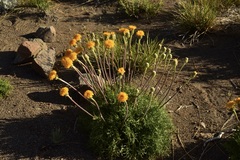 Hypochaeris tenuifolia