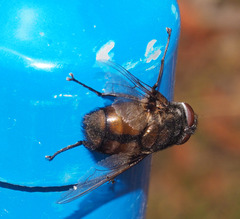 Rutilia