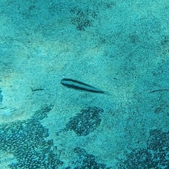 Halichoeres bivittatus