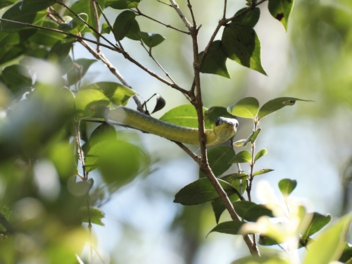 Common Tree Snake sighting