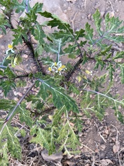 Solanum grayi