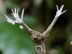 Xylaria bambusicola