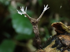 Xylaria bambusicola