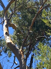 Eucalyptus propinqua