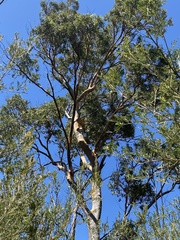 Eucalyptus propinqua