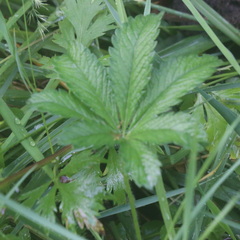 Potentilla thuringiaca