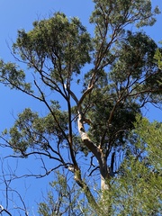 Eucalyptus propinqua