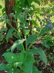 Borago