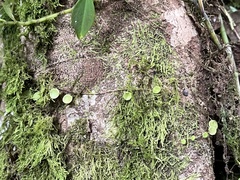 Peperomia rotundifolia
