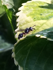 Paraleptomenes miniatus