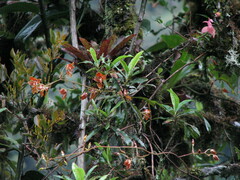 Cyrtochilum serratum
