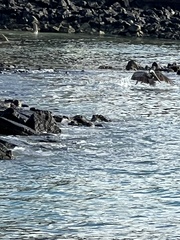 Pelecanus occidentalis urinator