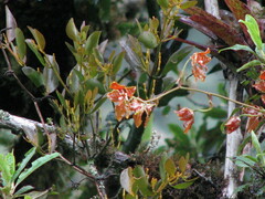 Cyrtochilum serratum