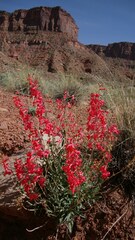 Penstemon utahensis