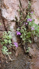 Primula specuicola