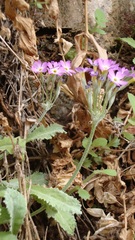 Primula specuicola