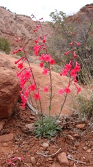 Penstemon utahensis