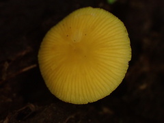 Cyptotrama glabra