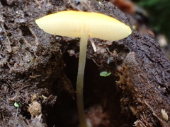Cyptotrama glabra
