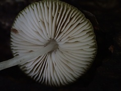 Cyptotrama glabra