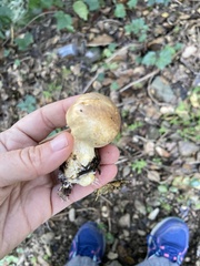 Lepiota magnispora