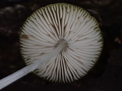 Cyptotrama glabra