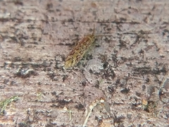 Isotomurus