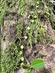 Peperomia rotundifolia