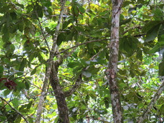 Stelechocarpus burahol