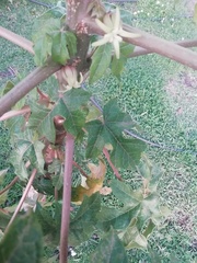 Vasconcellea pubescens