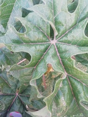 Vasconcellea pubescens