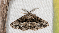 Hypomecis externaria