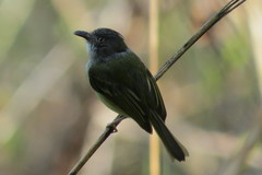 Oncostoma cinereigulare