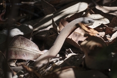 Pygopus lepidopodus