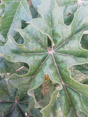 Vasconcellea pubescens