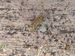 Isotomurus