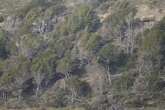 Nothofagus betuloides