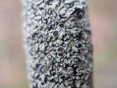 Phaeophyscia ciliata