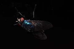 Lucilia eximia
