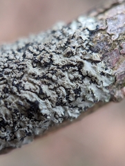 Phaeophyscia ciliata