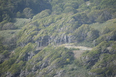 Nothofagus betuloides