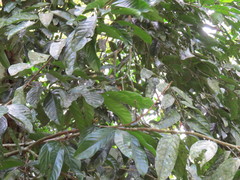Stelechocarpus burahol