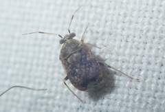 Derophthalma
