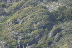 Nothofagus betuloides