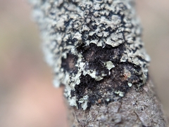 Phaeophyscia ciliata