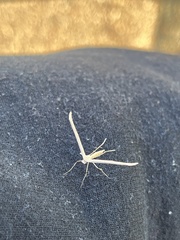Anstenoptilia marmarodactyla