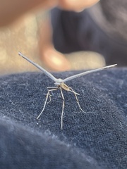 Anstenoptilia marmarodactyla