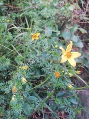 Bidens triplinervia