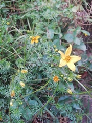 Bidens triplinervia